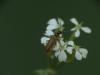 Rhagonycha nigriventris